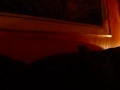 My Suger Glider Chewing On Camera