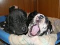 Schnappi Doggen