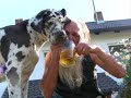 Schnappi Doggen Schnappi Doggen