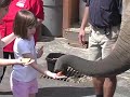 Oregon Zoo Asian Elephant Program