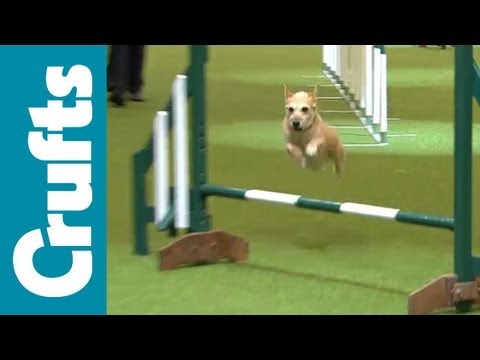 agility - Agility - Team - Small Final - Crufts 2012.
