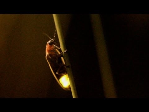 fireflies - Thousands of pyrotechnic, flashing fireflies are making a rare appearance in Utah this summer, evidence that these bioluminescent insects may be establishing...
