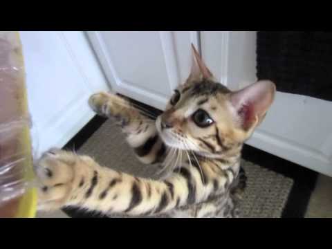 Bengalen - This is Mia the bengal kitten @ 5 months old, Mia LOVES food. Here is Mia 1 yr later, still vocal as ever - https://www.youtube.com/watch?v=pJmXTi88jZw http:...