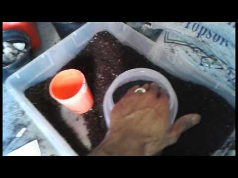 how to transplant into coco