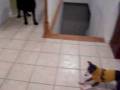 Rex & Wolfy video.MOV