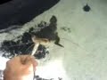 tiger shovelnose red tail catfish eating dinner