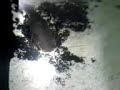 tiger shovelnose red tail catfish eating dinner