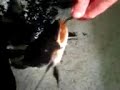 tiger shovelnose red tail catfish eating dinner