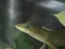 new lizard (anole) new lizard (anole)