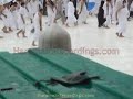 Rain in Makkah 26-11-09.wmv