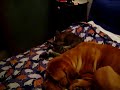 dogue de bordeaux morgan e carlotta