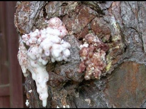 how to collect pine pitch