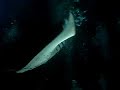 Manta Ray Night Dive, Kona Hawaii, Dec 26 2007