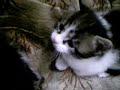 komik kediler: bebek kedicikler çok tatl? (baby cats) komik kediler: bebek kedicikler çok tatl? (baby cats)