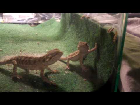 baby bearded dragons and tokay geckos translucent bearded dragon