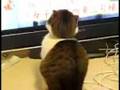 Un chat avec un regard assez...particulier