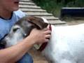 Marquette County Humane Society - Fry and Nuckies