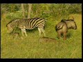 2.10.08 WE am drive baby zebra and wildebeest 2.10.08 WE am drive baby zebra and wildebeest