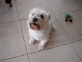 Grammy-Winning Westie - Singing and Howling