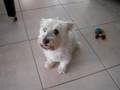 Grammy-Winning Westie - Singing and Howling