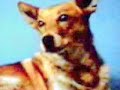 the best dingo from daylesford this clip is to remember scooba (gooziee googie gooba)the dingo dogy