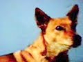 scooba the dingo dog