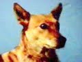the best dingo from daylesford this clip is to remember scooba (gooziee googie gooba)the dingo dogy
