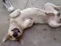el caras saboreandose un pollo