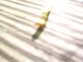 catepillar
