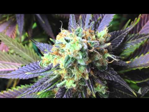 how to grow og kush