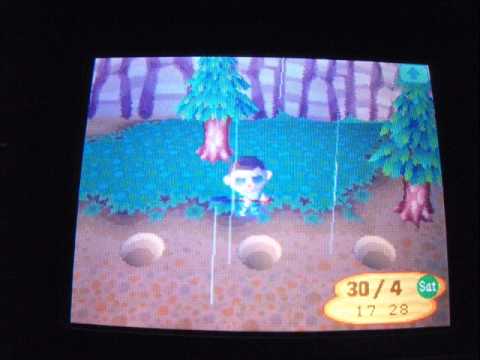 how to grow a turnip in animal crossing ds