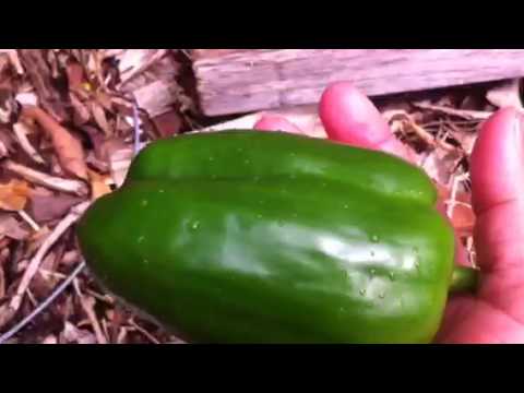 how to harvest bell peppers