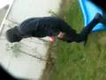 videos de CAIDA PECKA XD