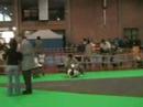 Expo Canina Zaragoza 2008: Basset Hound Expo Canina Zaragoza 2008: Basset Hound