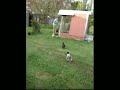 pete goodlet chook whisperer
