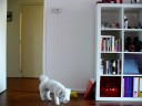 Tommie is kieskeurig