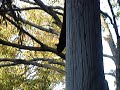 Talking Squirrels