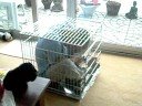 Brother-in-law in puppybench :D