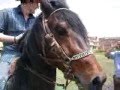 CABALLOS DE PASO FINO