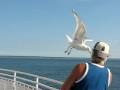 low flying bird