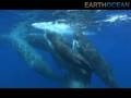Preview - Whales of an Ancient Sea
