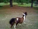 Horses R Beautiful....No Matter What Size!