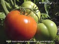 Gardening Tips | Growing Tomatoes Gardening Tips | Growing Tomatoes