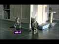 Teletext Holidays \"I-Spy\" Funny Talking Cat Advert