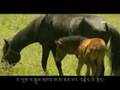 Tibetan Song Phayul Drango - Kyidjam and Kunga
