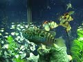 tiger-barb-supremacy.html