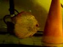discus toujours en bac de repro