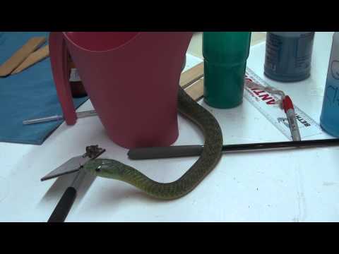 YouTube reptile video