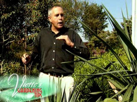 how to eliminate yucca