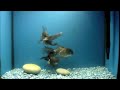 Blue Orandas Now Available Video 2